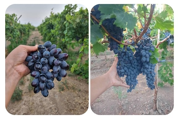 نهال انگور خارجی فردوس در مشهد