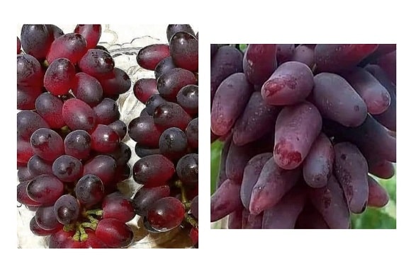 نهال انگور خارجی فردوس در مشهد