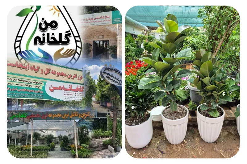 مجموعه گل و گیاه گلخانه من