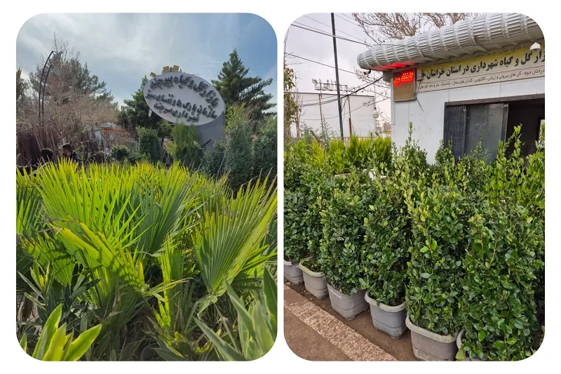 گلخانه من در بیرجند