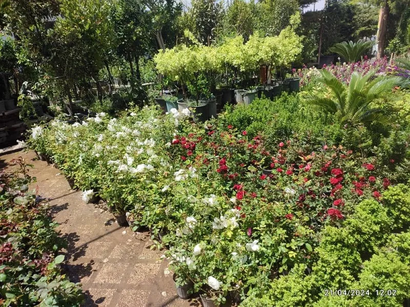 گلخانه من
