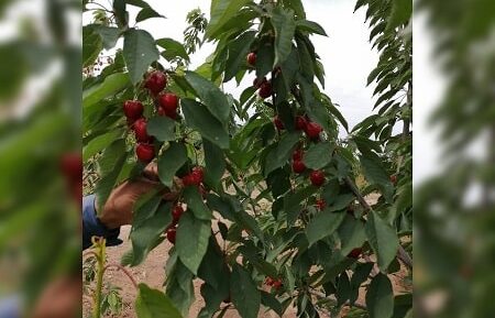 نهالستان آقایی12