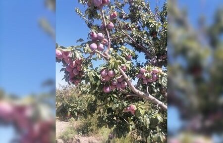 نهالستان آقایی3