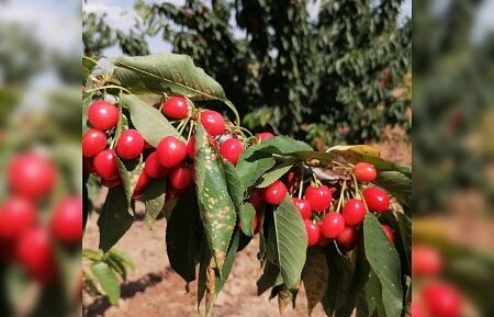 نهالستان آقایی9