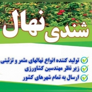 شندی نهال