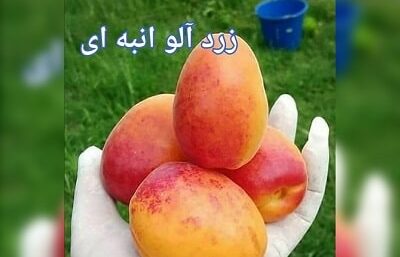 زرد آلو انبه ای