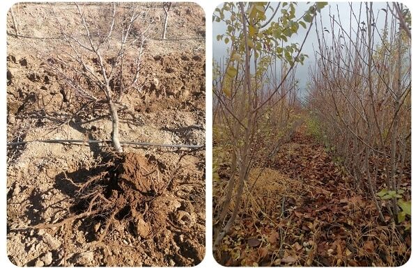 نهالستان آقایی نیشابور