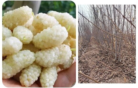نهالستان آقایی