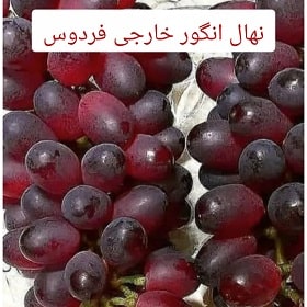 نهال انگور خارجی فردوس