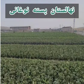 نهالستان پسته نوغانی در تربت جام
