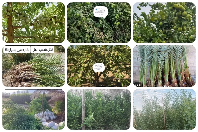 نهالستان صاحب الزمان در جهرم1