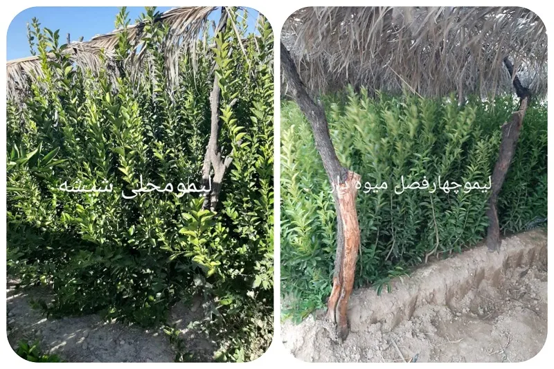 نهالستان صاحب الزمان در جهرم9