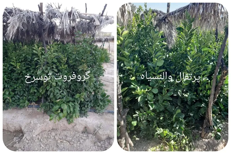 نهالستان صاحب الزمان در جهرم11