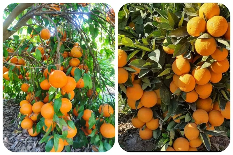 نهالستان صاحب الزمان در جهرم14