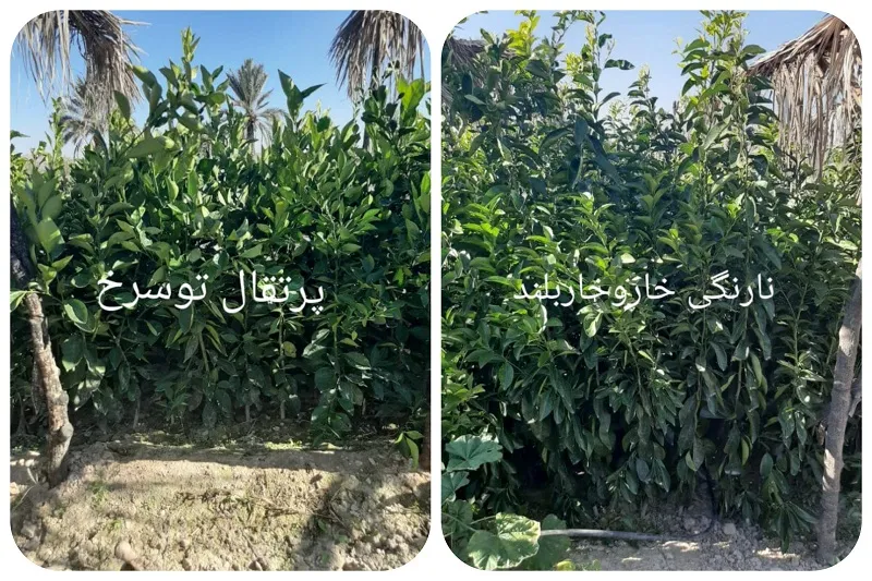 نهالستان صاحب الزمان در جهرم15