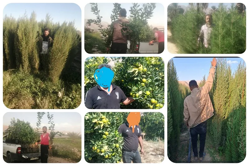 نهالستان صاحب الزمان در جهرم2