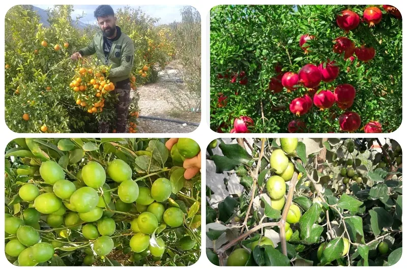 نهالستان صاحب الزمان در جهرم19