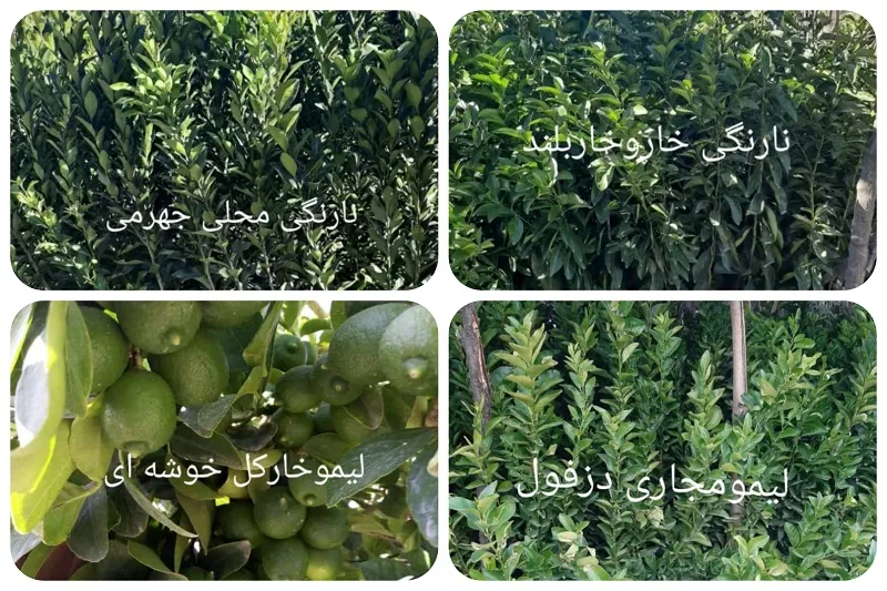 نهالستان صاحب الزمان در جهرم20