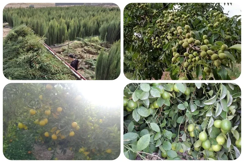 نهالستان صاحب الزمان در جهرم3