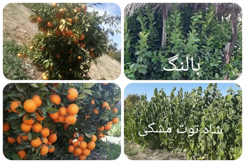 نهالستان صاحب الزمان در جهرم4