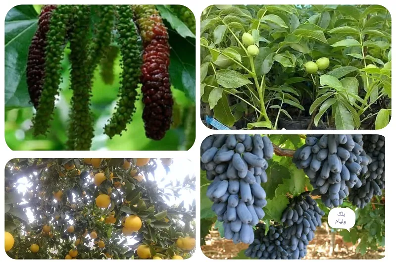 نهالستان صاحب الزمان در جهرم5