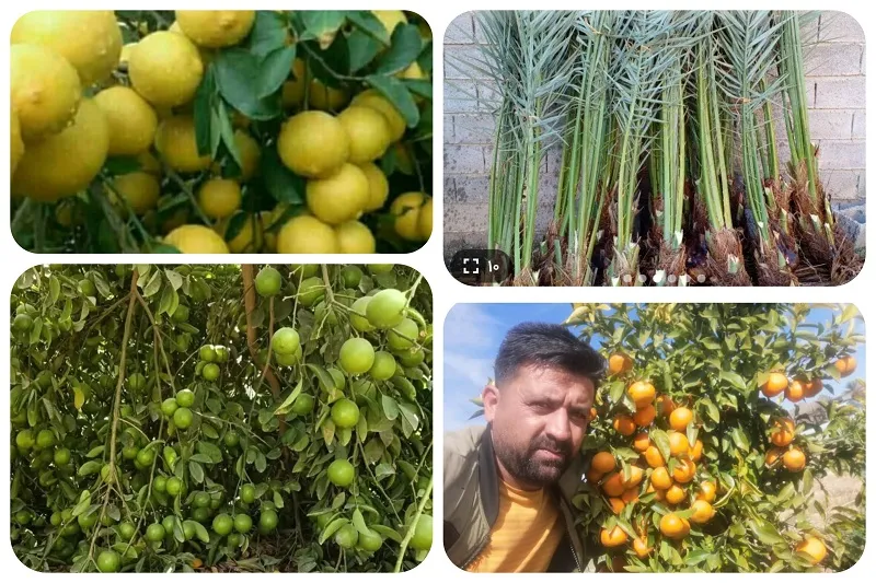 نهالستان صاحب الزمان در جهرم6