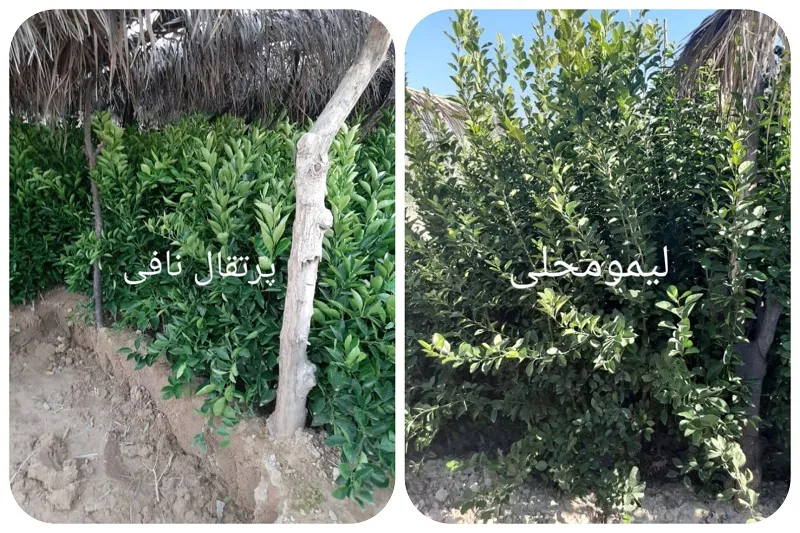 نهالستان صاحب الزمان در جهرم7