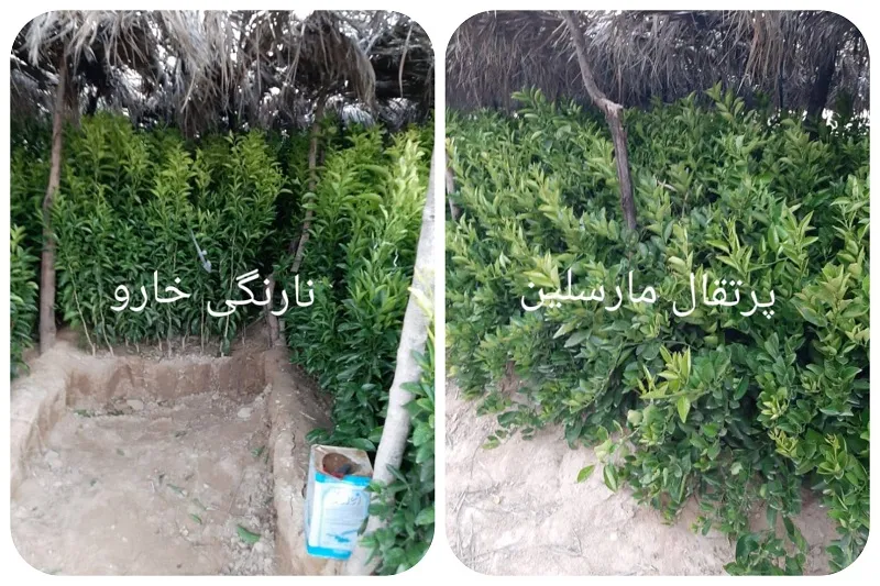 نهالستان صاحب الزمان در جهرم7